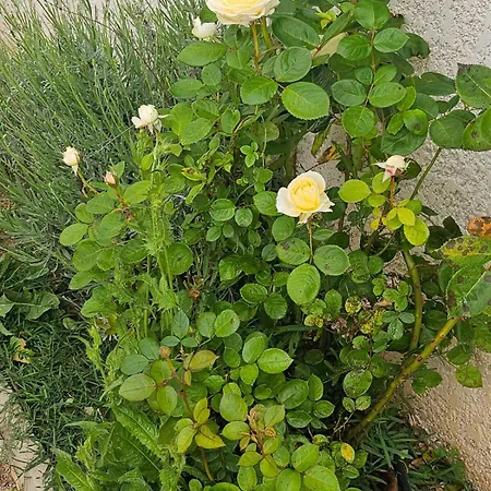 Et Jardin Proche De La Et De Bastia * Vescovato